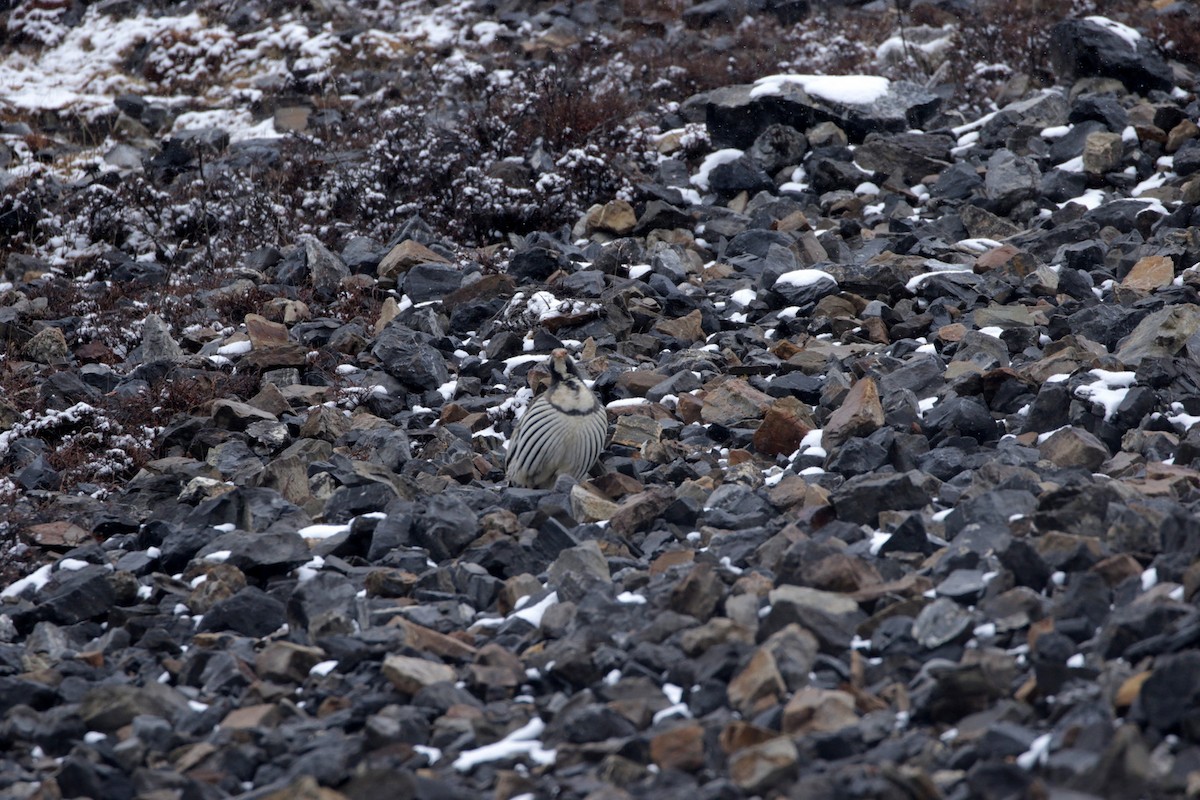 Tibetan Snowcock - ML257882691