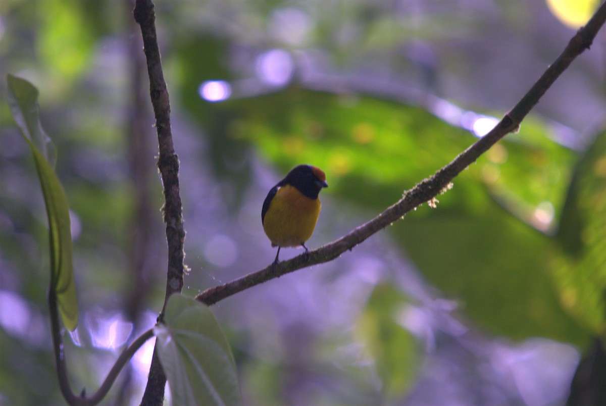 Orange-bellied Euphonia - ML257883101