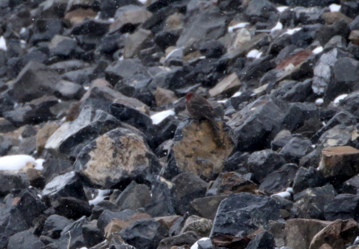 Red-fronted Rosefinch - ML257884091