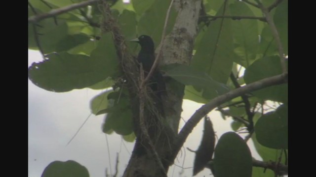 Cacique Lomiescarlata - ML257884591