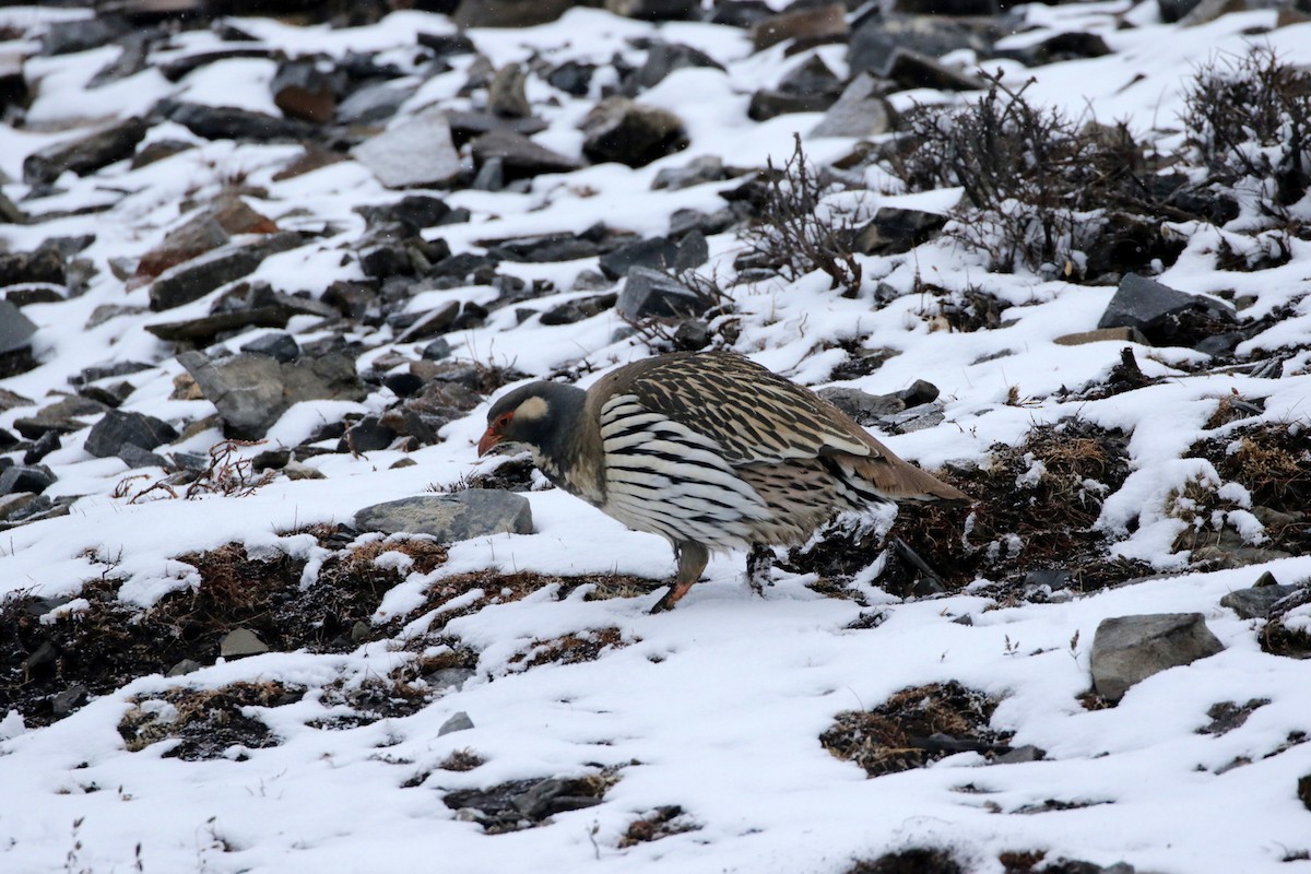 Tibetan Snowcock - ML257885141