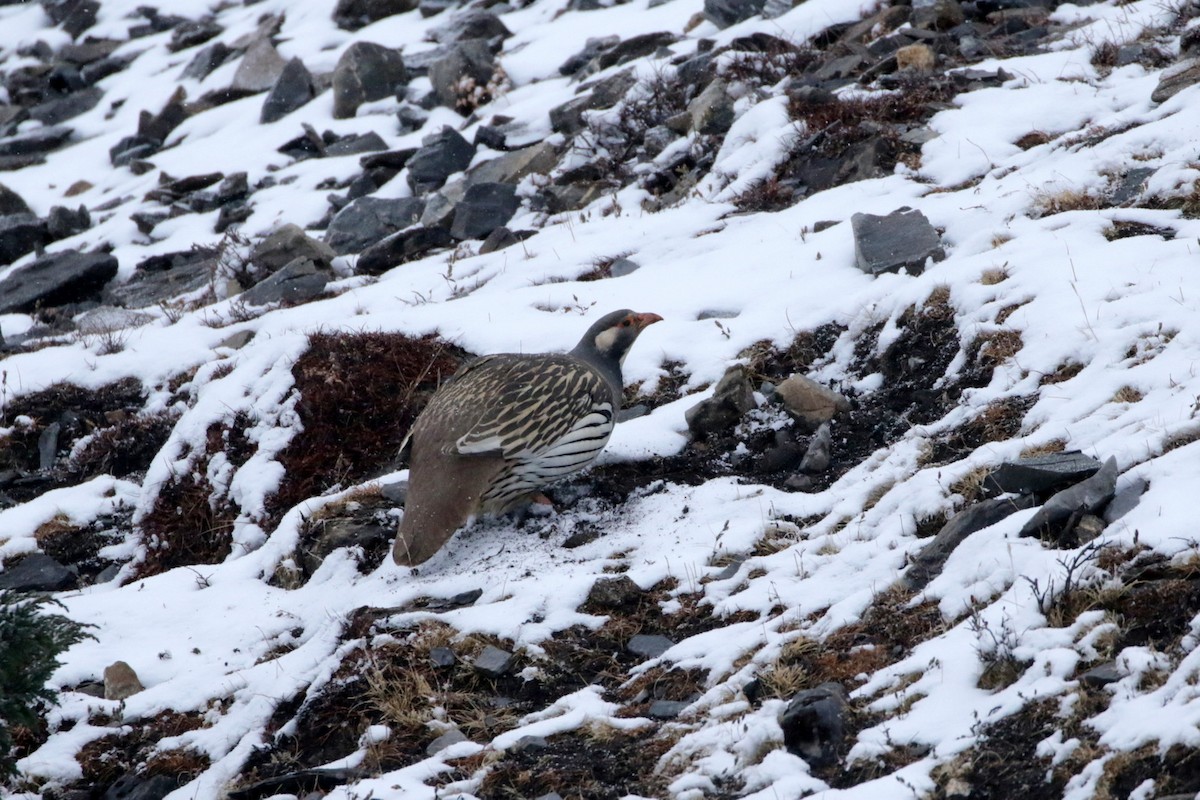 Tétraogalle du Tibet - ML257885151