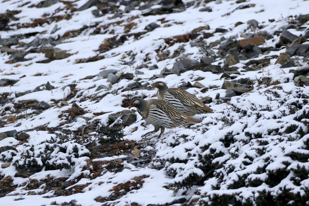 Tibetan Snowcock - ML257885171