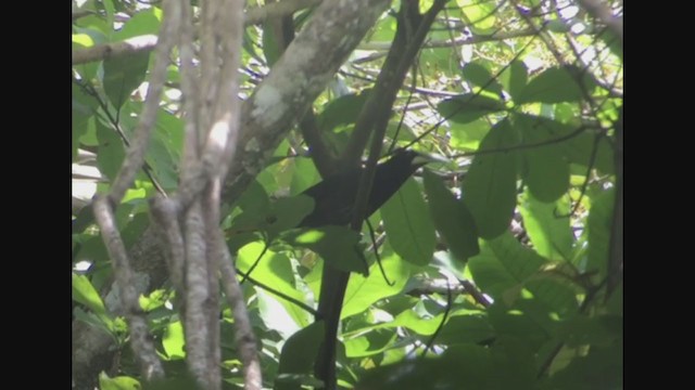 Chestnut-headed Oropendola - ML257885611