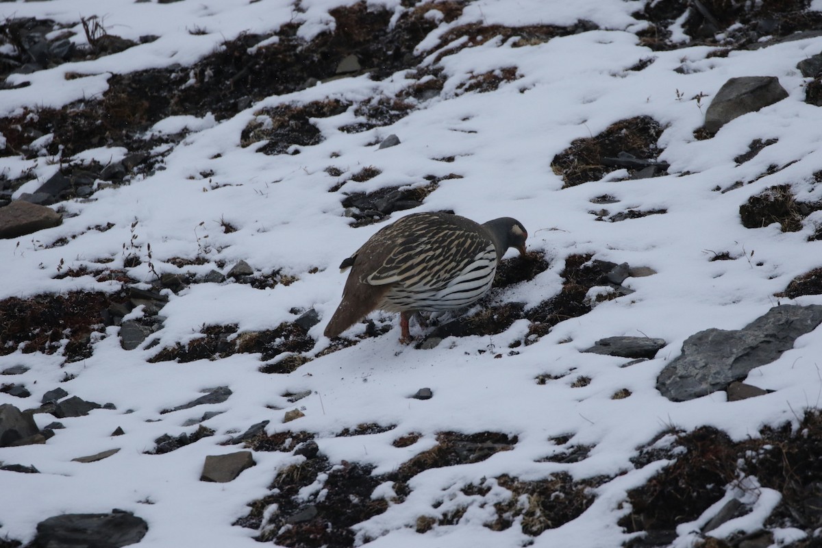 Tibetan Snowcock - ML257886021