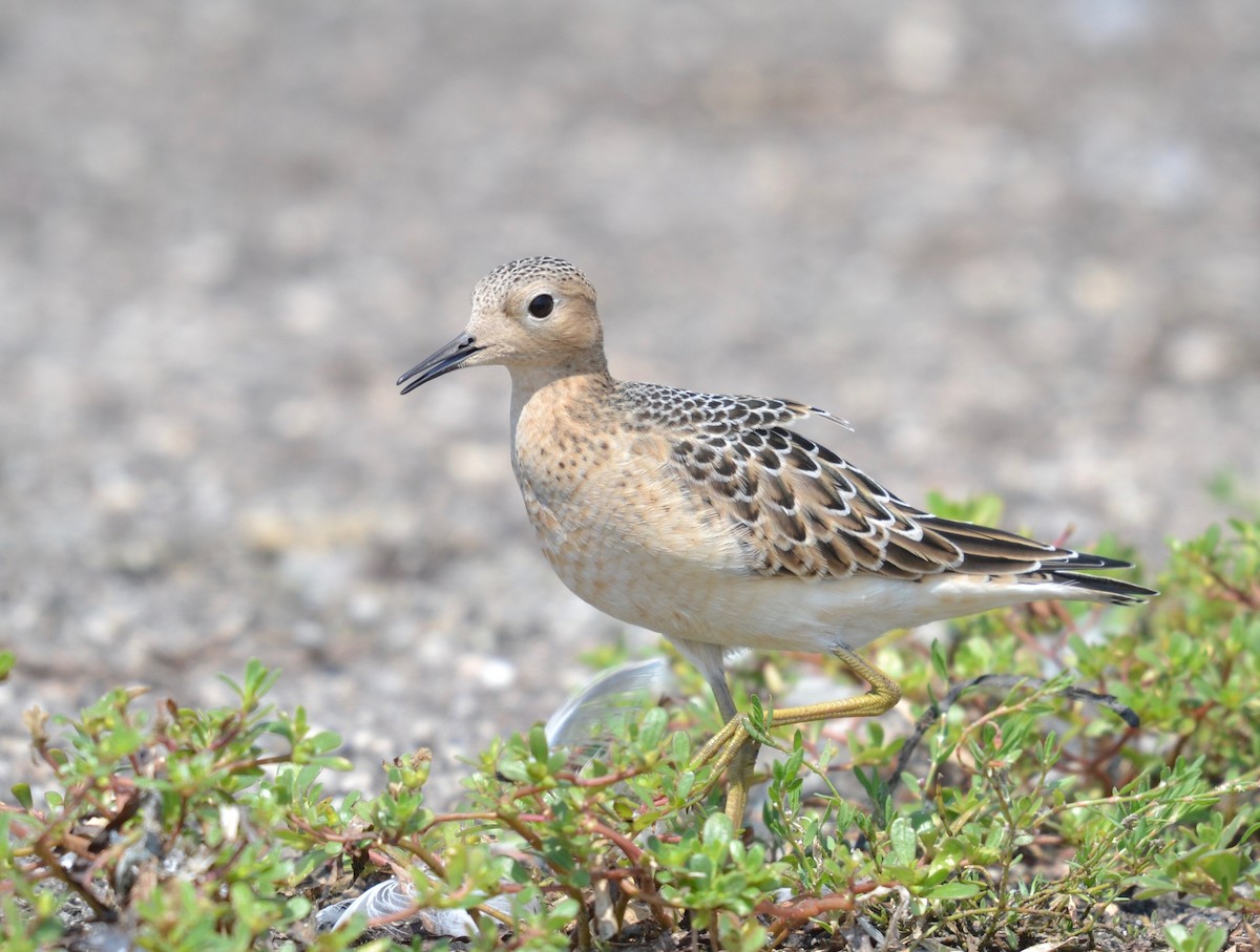 Buff-breasted Sandpiper - ML257888001