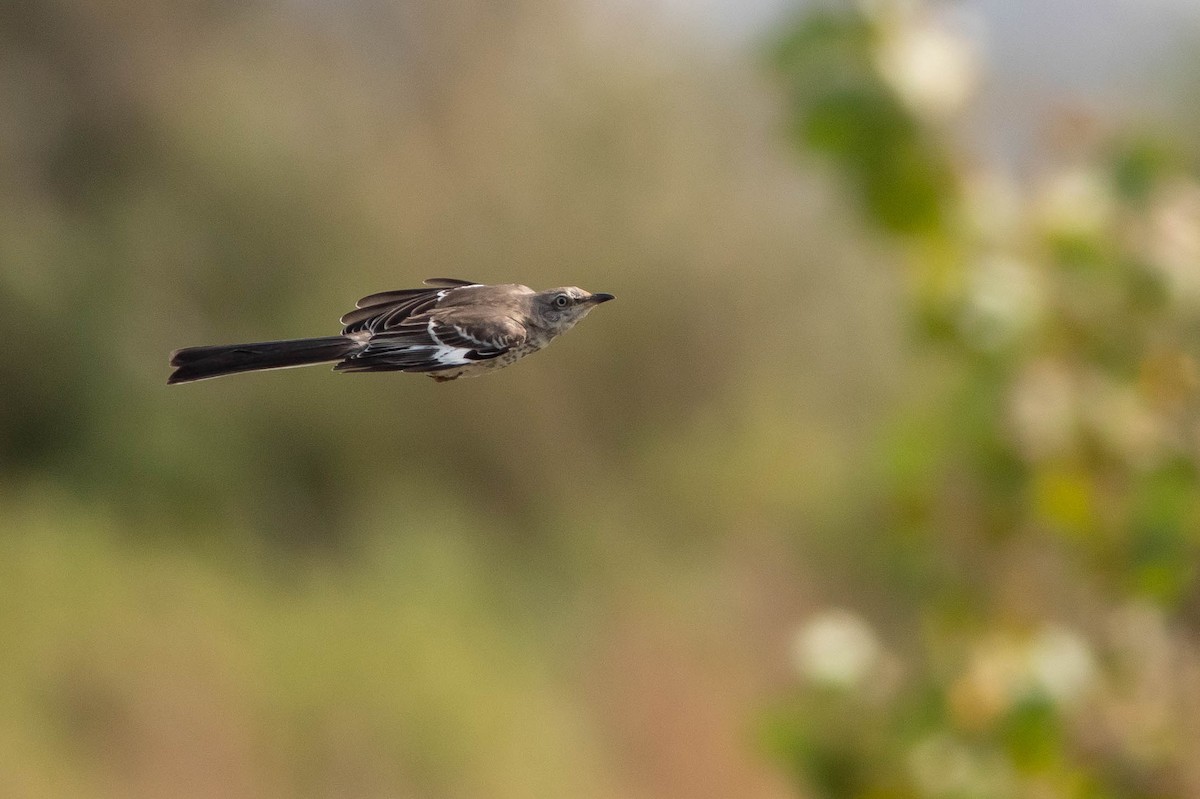 Northern Mockingbird - Doug Gochfeld