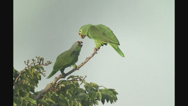 Red-lored Amazon - ML257888881