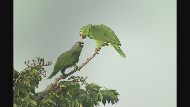 キホオボウシインコ - ML257888881