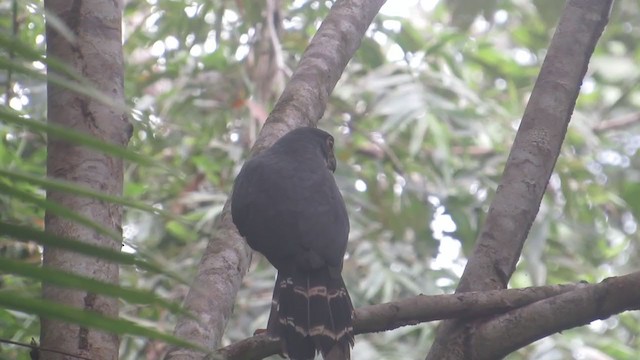 Slaty-backed Forest-Falcon - ML257889361