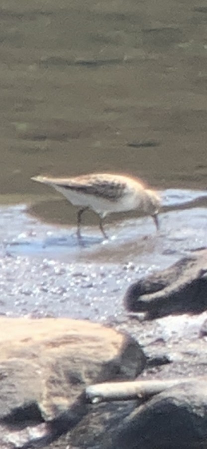 Baird's Sandpiper - ML257889611