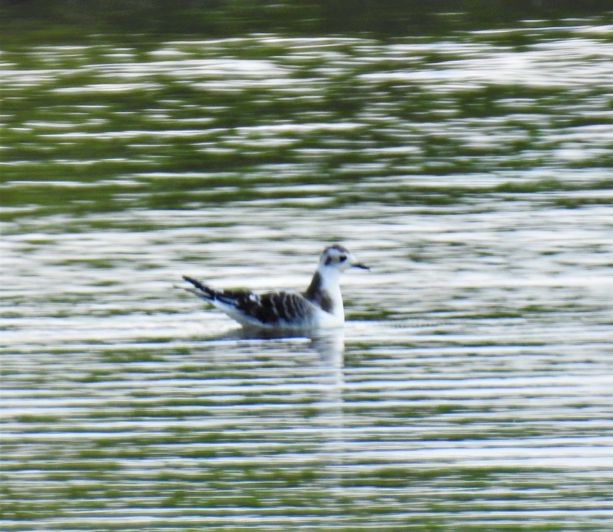 Little Gull - ML257889981