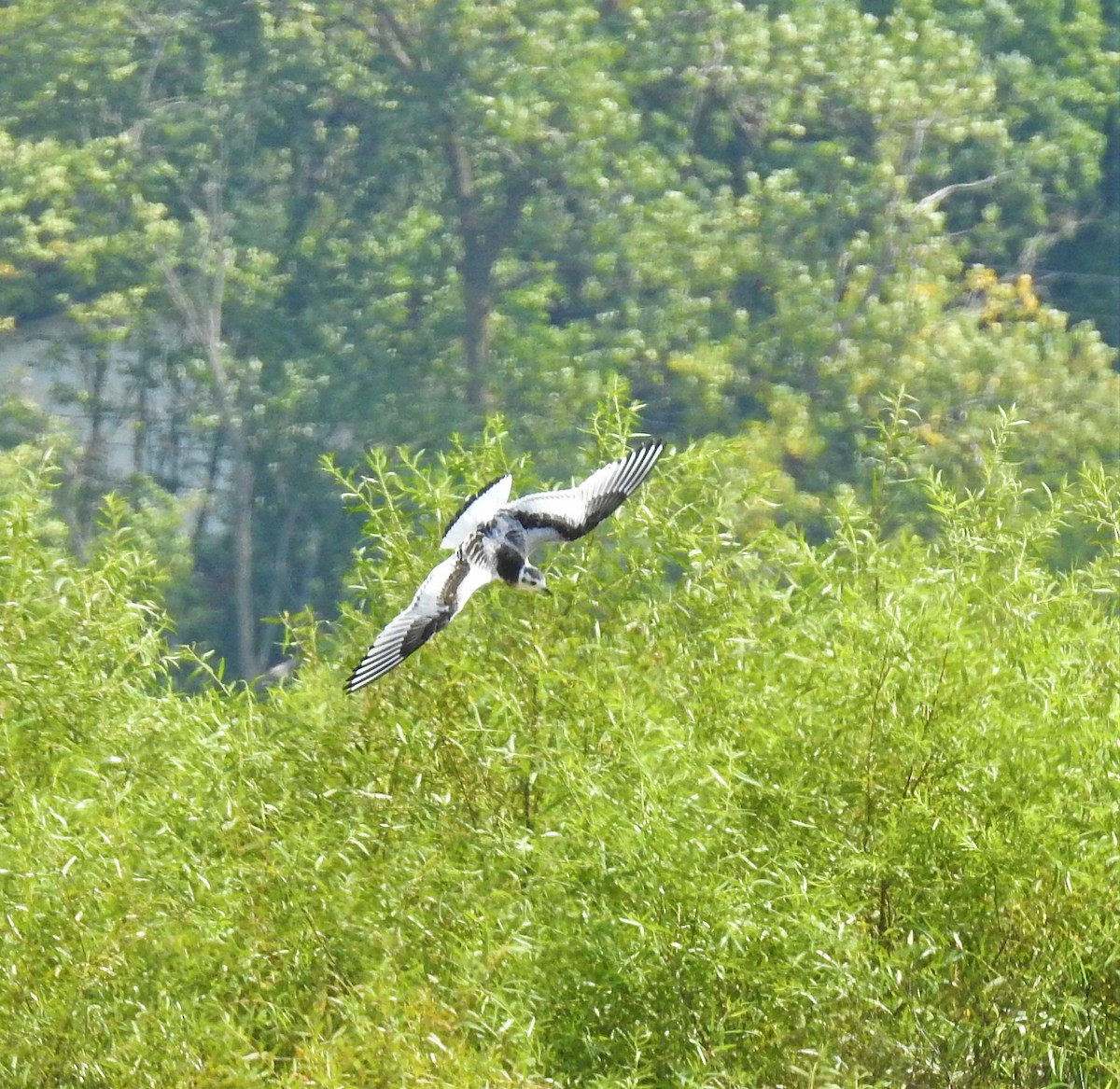 Little Gull - ML257890081