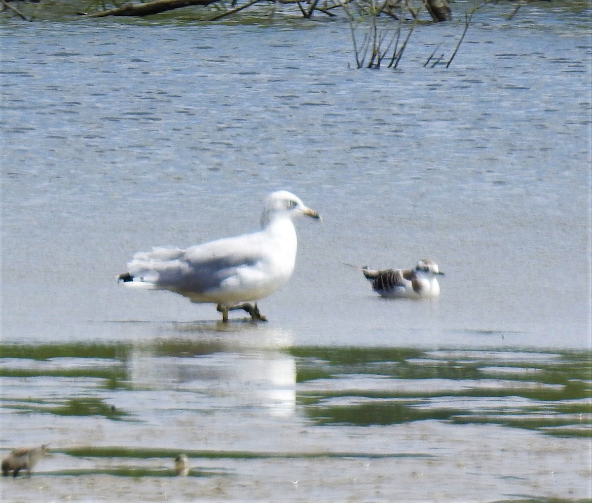 Little Gull - ML257890111