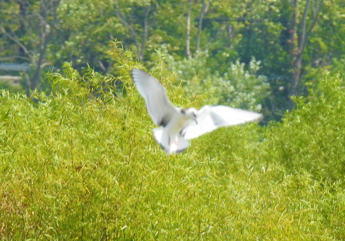 Little Gull - ML257890261