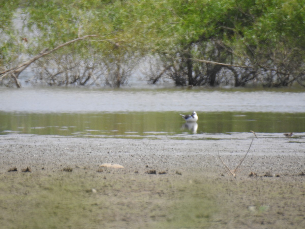 Gaviota Enana - ML257890781