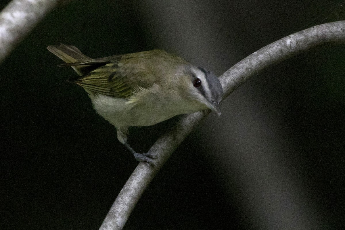 Red-eyed Vireo - ML257891501