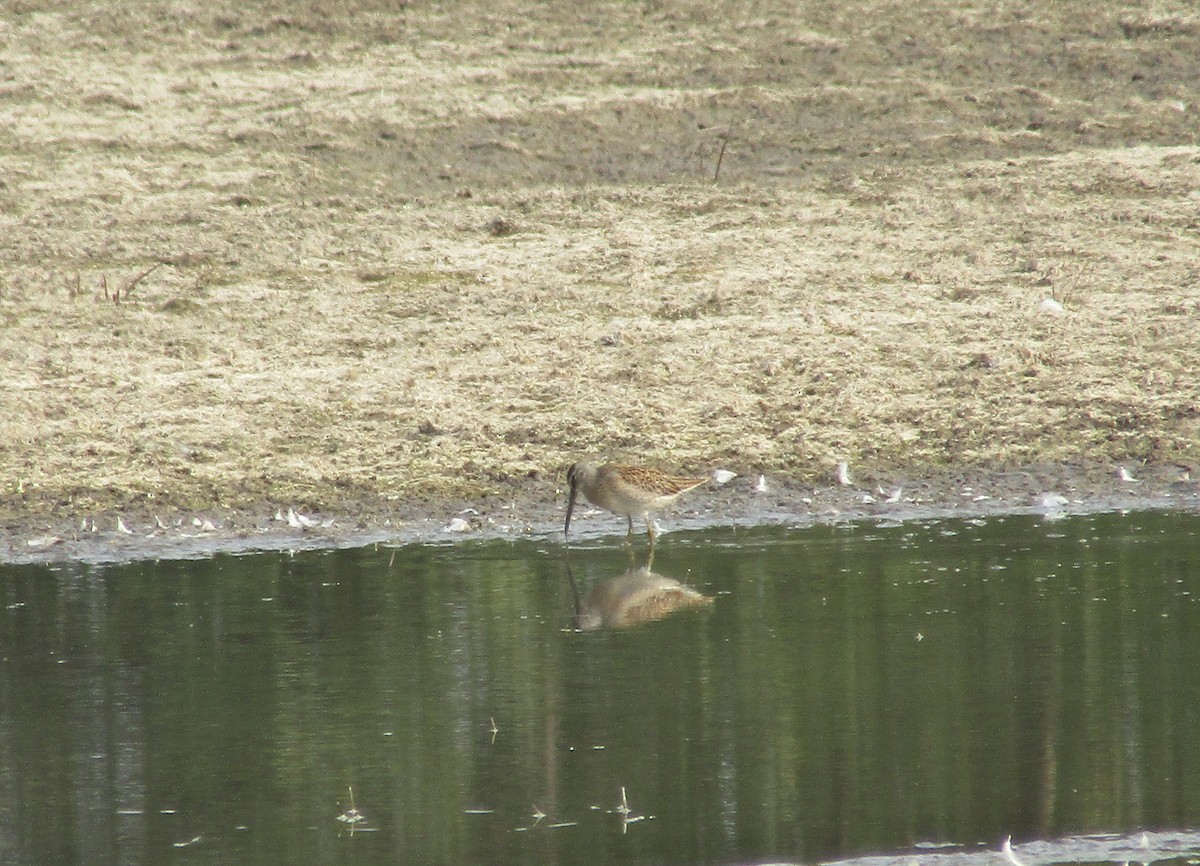 Short-billed Dowitcher - ML257891981