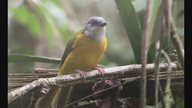 Gray-headed Tanager - ML257892691