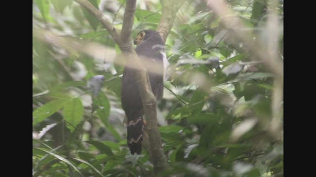 Slaty-backed Forest-Falcon - ML257893591