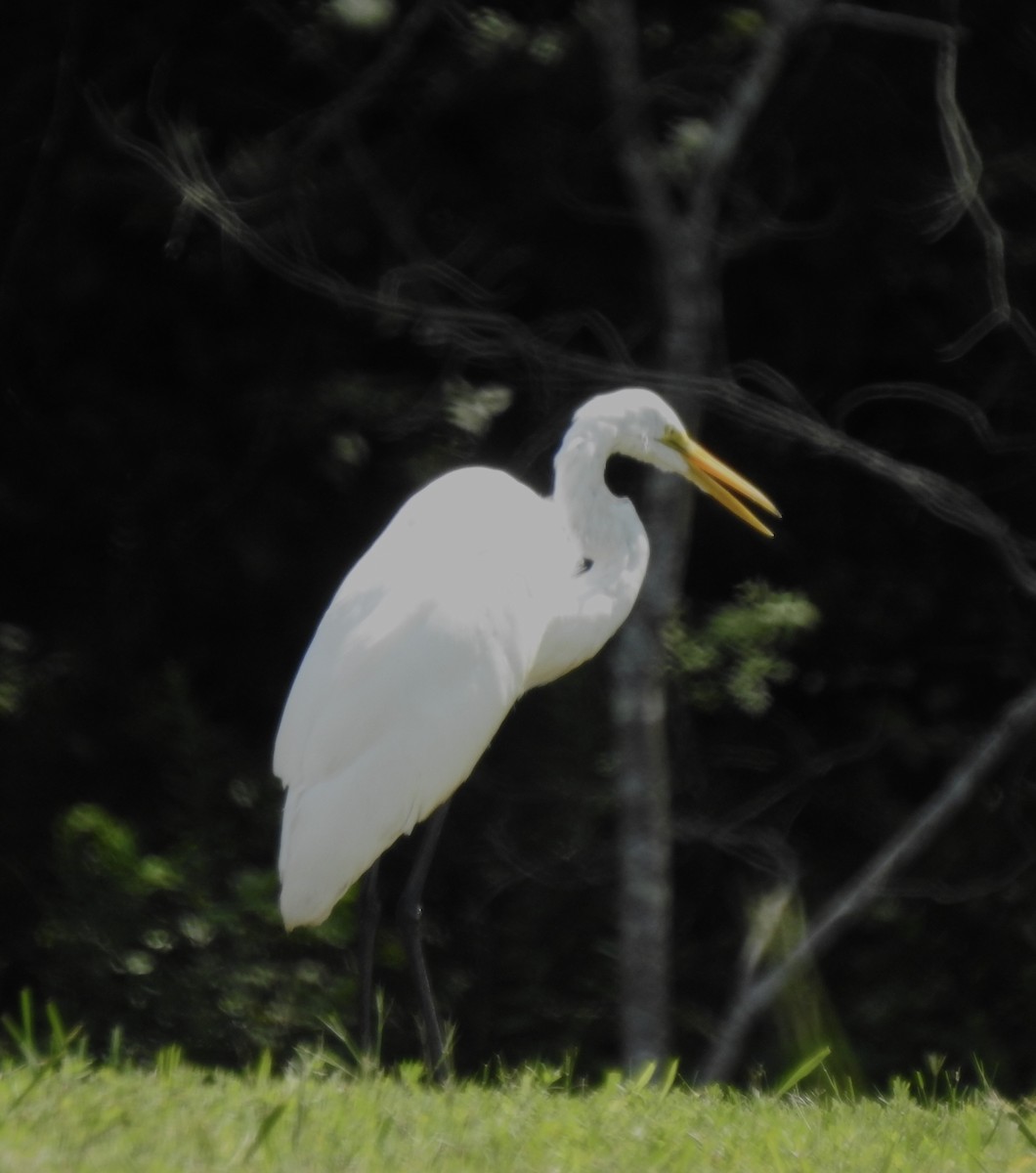 Great Egret - ML257893951