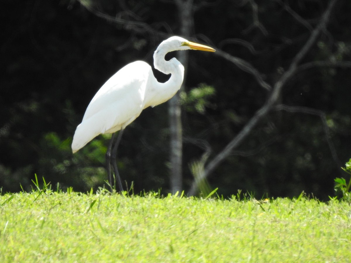 Great Egret - ML257893961