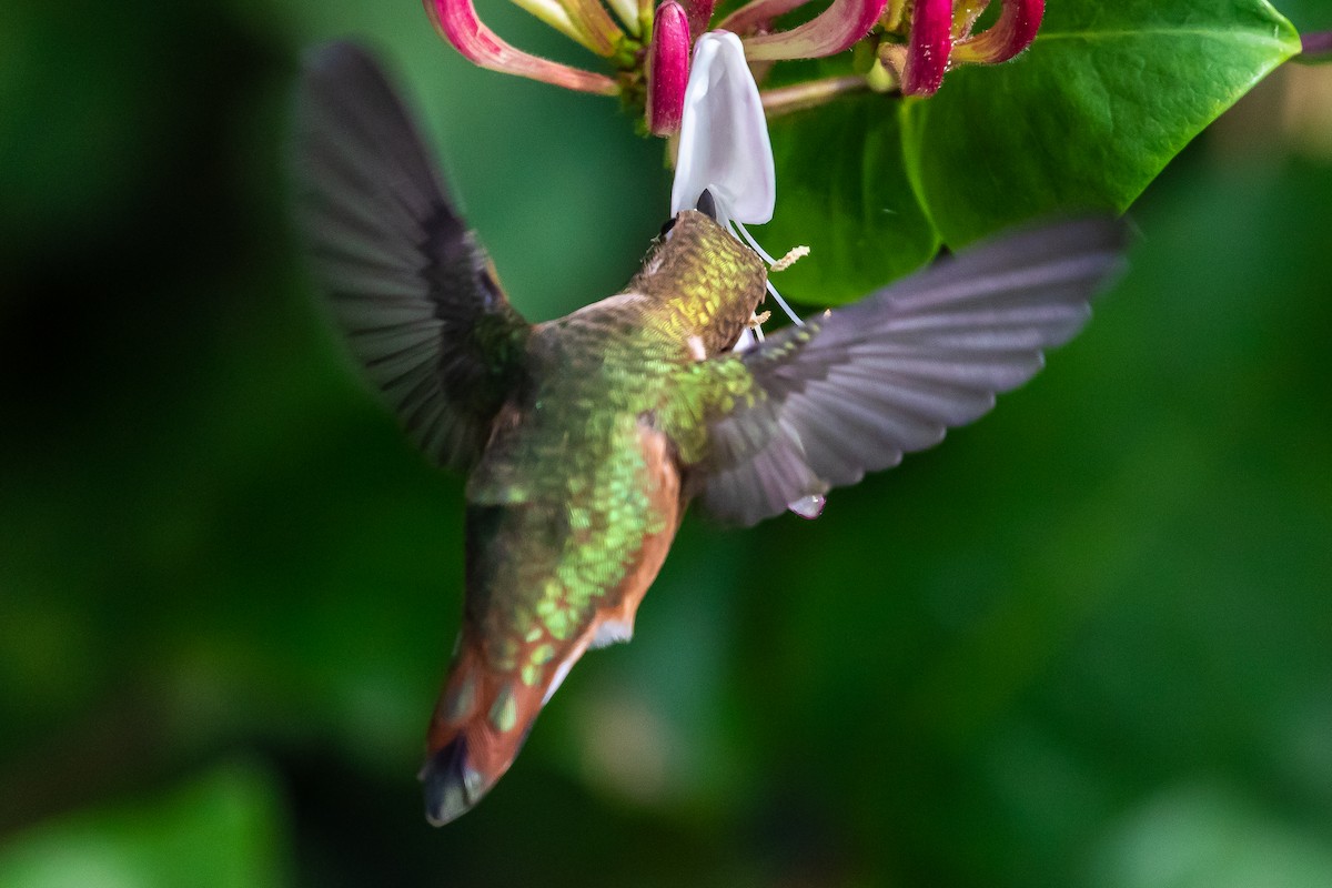 Rufous Hummingbird - Denise Turley