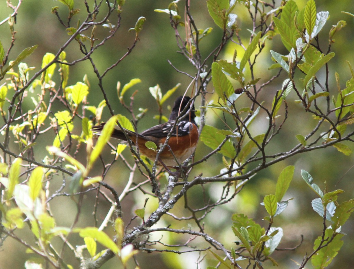 Spotted Towhee - ML257895491