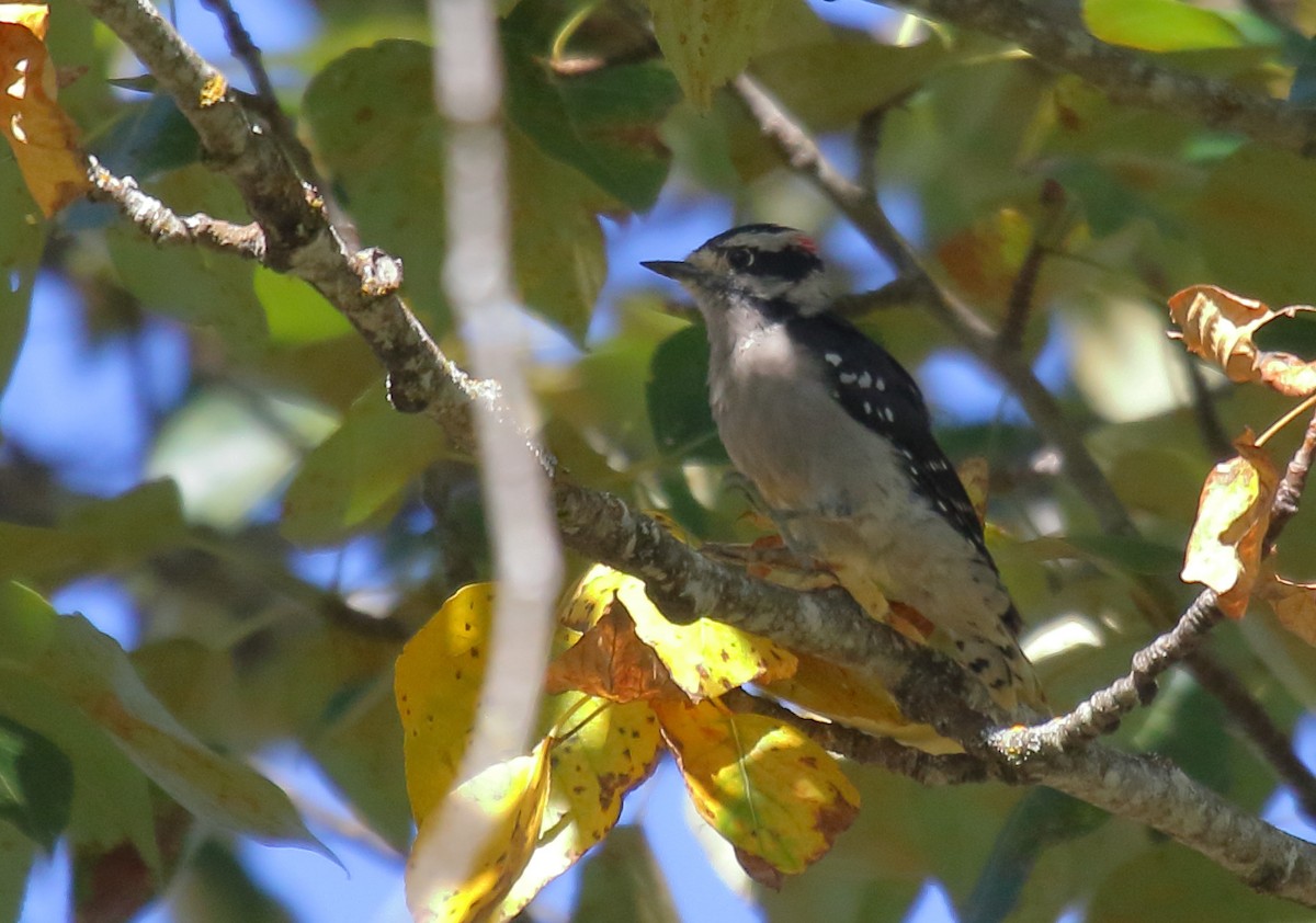 Downy Woodpecker - ML257897721