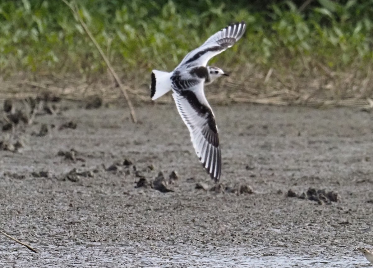 Little Gull - Jeff Harvey