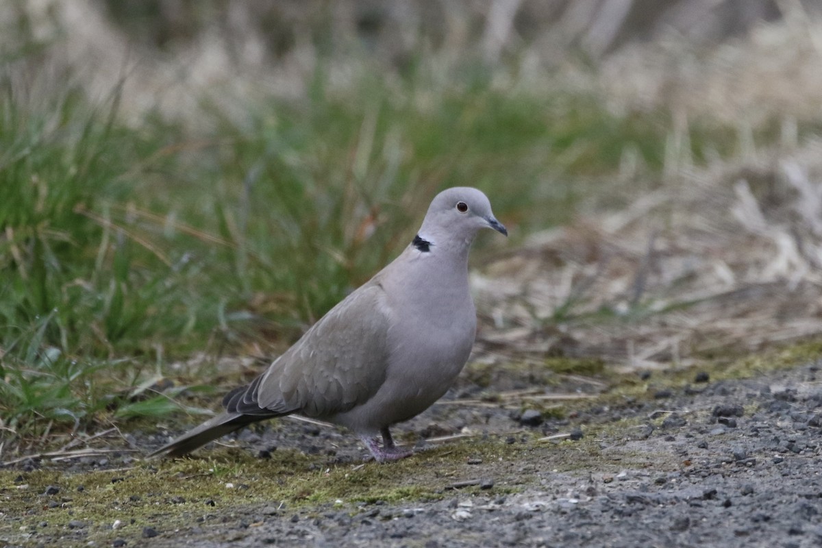 Eurasian Collared-Dove - Roger Woodruff