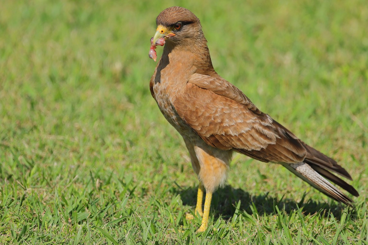 Chimango Caracara - ML257900871