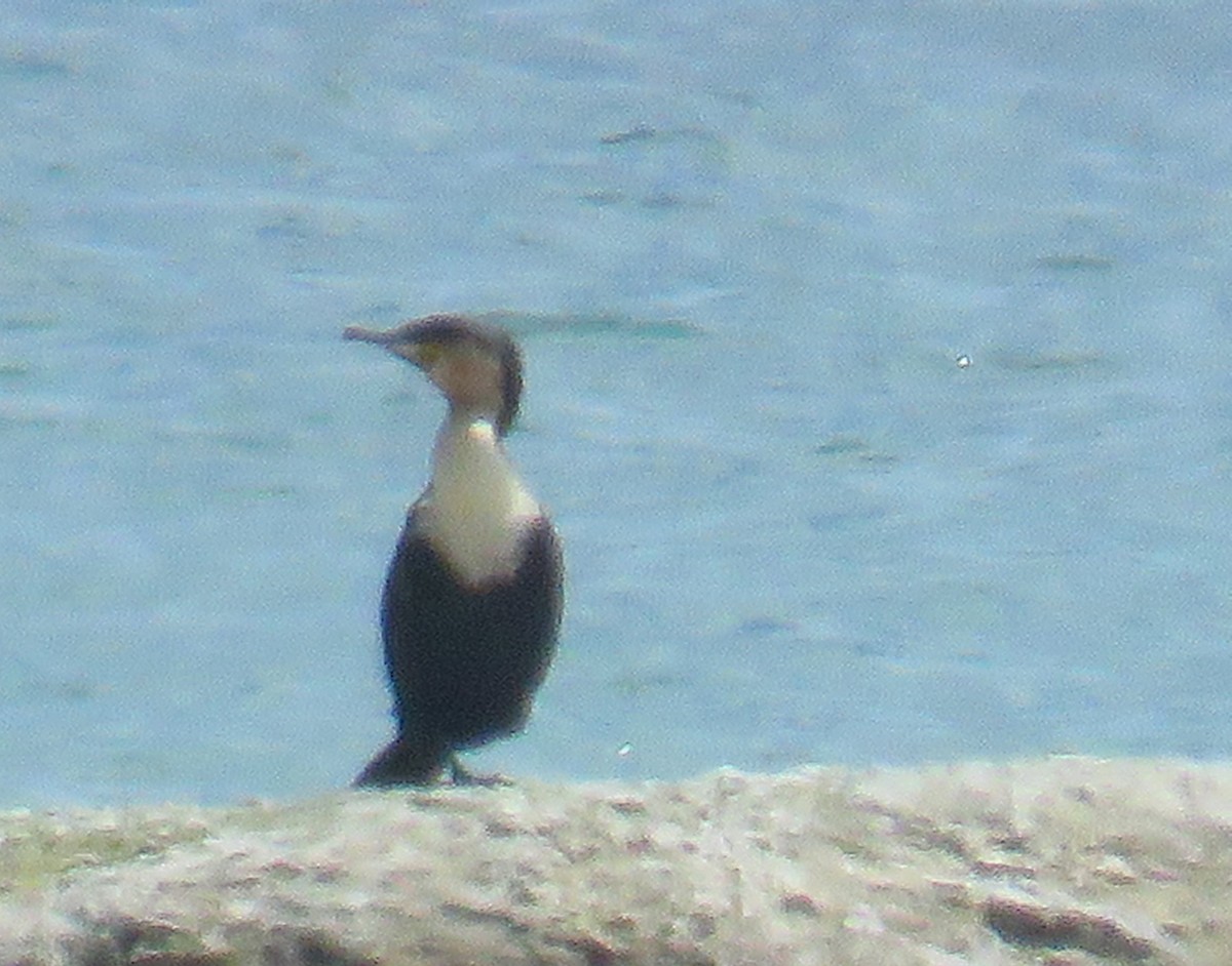 Great Cormorant (White-breasted) - ML257901201