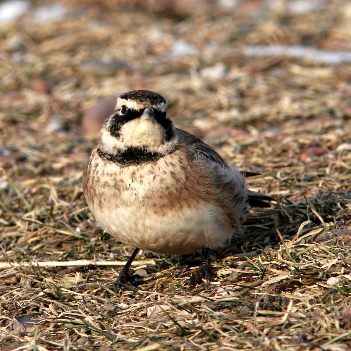 Horned Lark - Peder Svingen