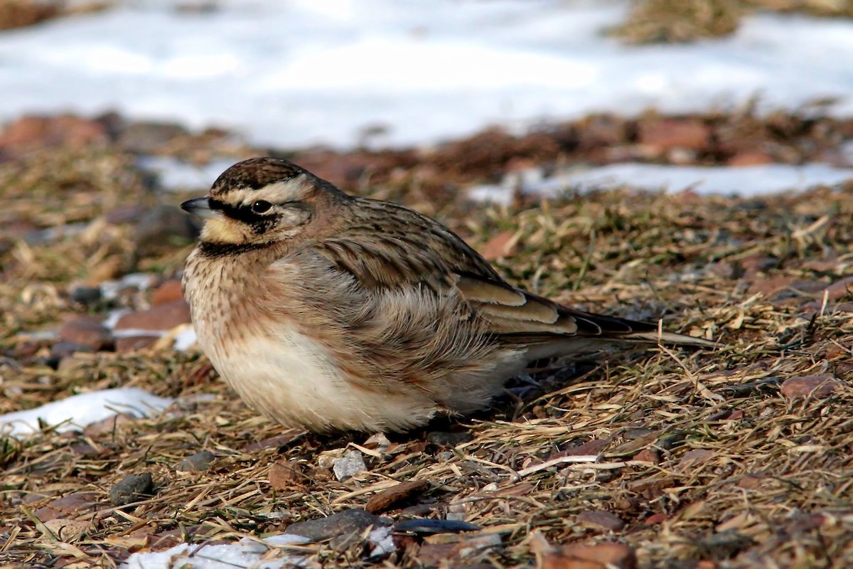 Horned Lark - ML25790191