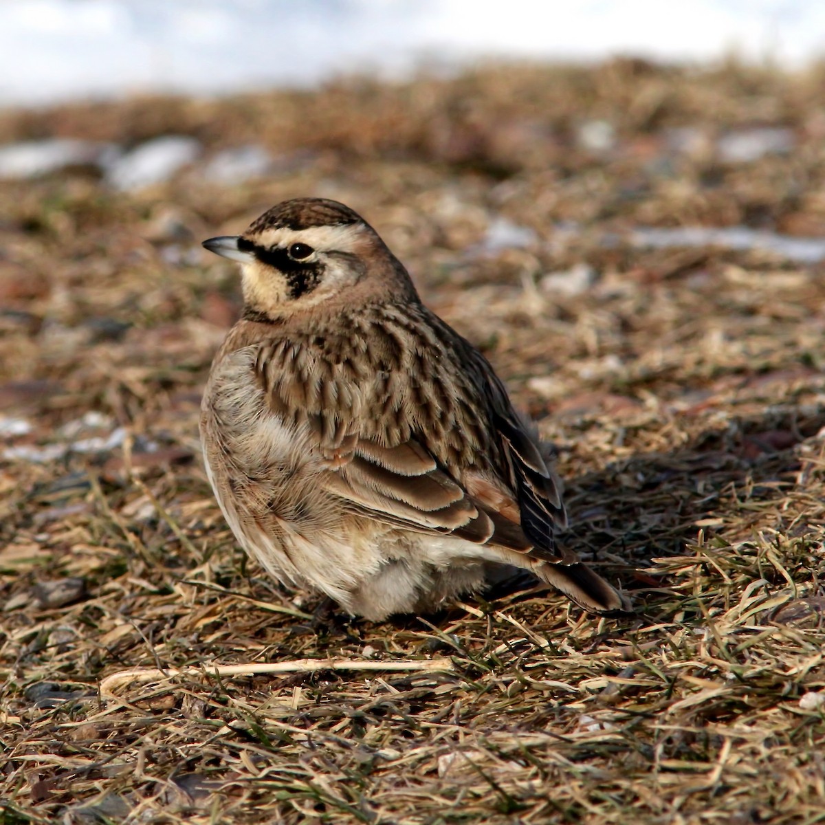 Horned Lark - ML25790201