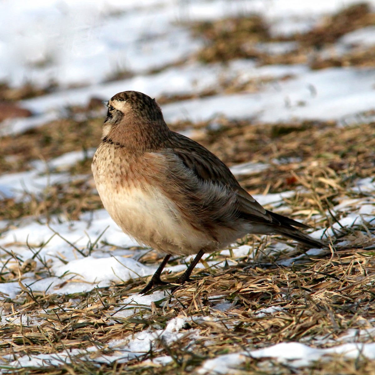 Horned Lark - ML25790271