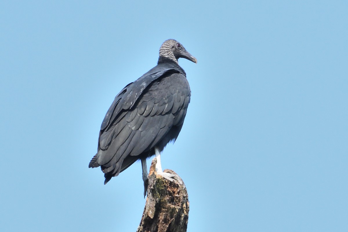 Black Vulture - ML257904281