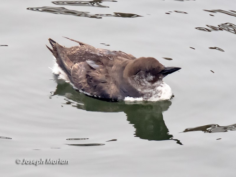 Common Murre - ML257904561