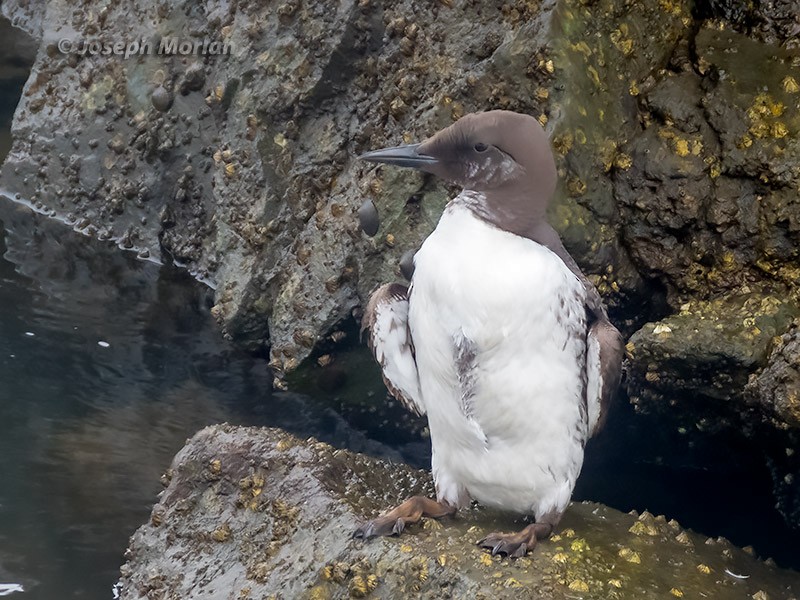 Guillemot marmette - ML257904601