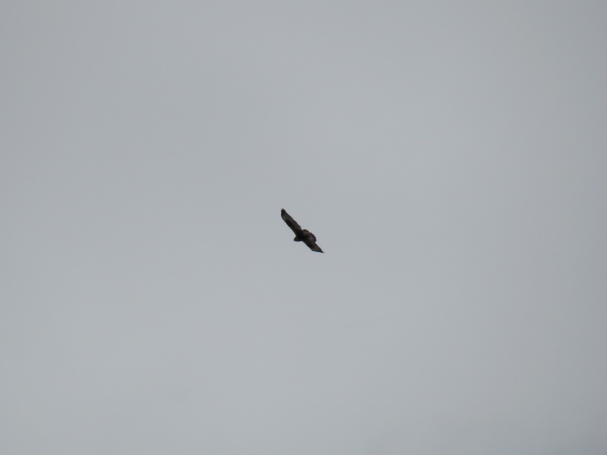 Rough-legged Hawk - ML25790531