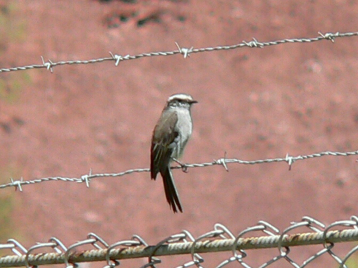 White-browed Chat-Tyrant - ML257905471
