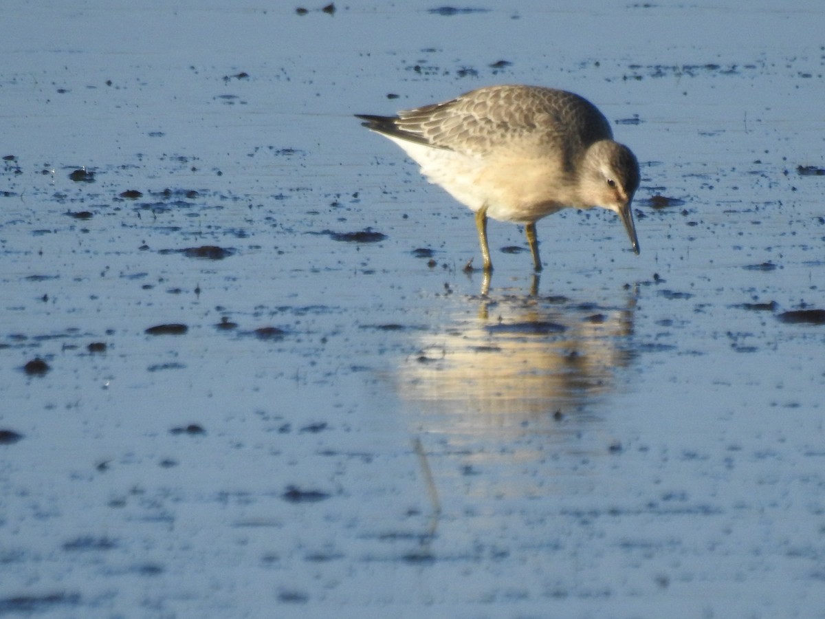 Red Knot - Sylvia Craig