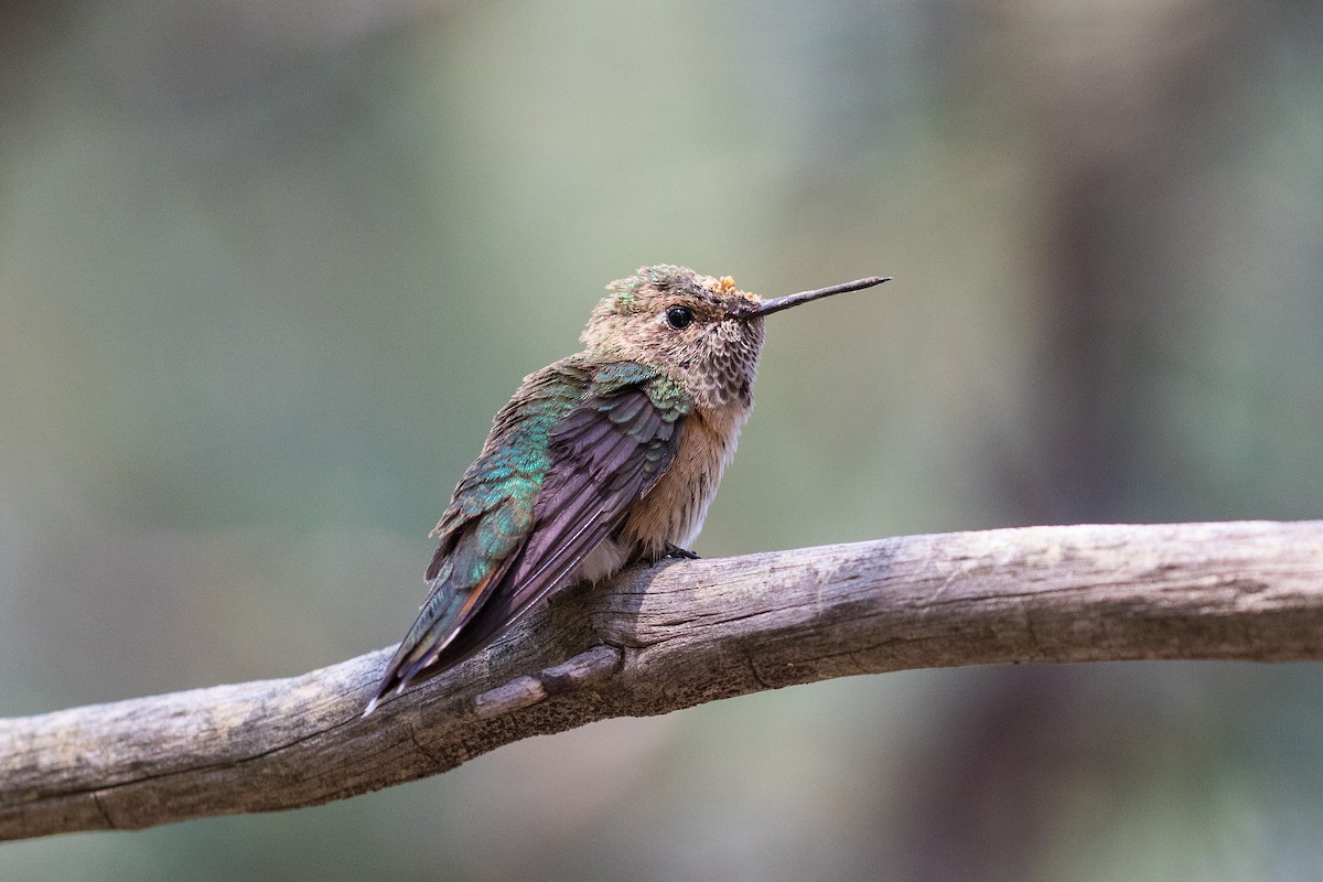 Rufous Hummingbird - Victor Stoll