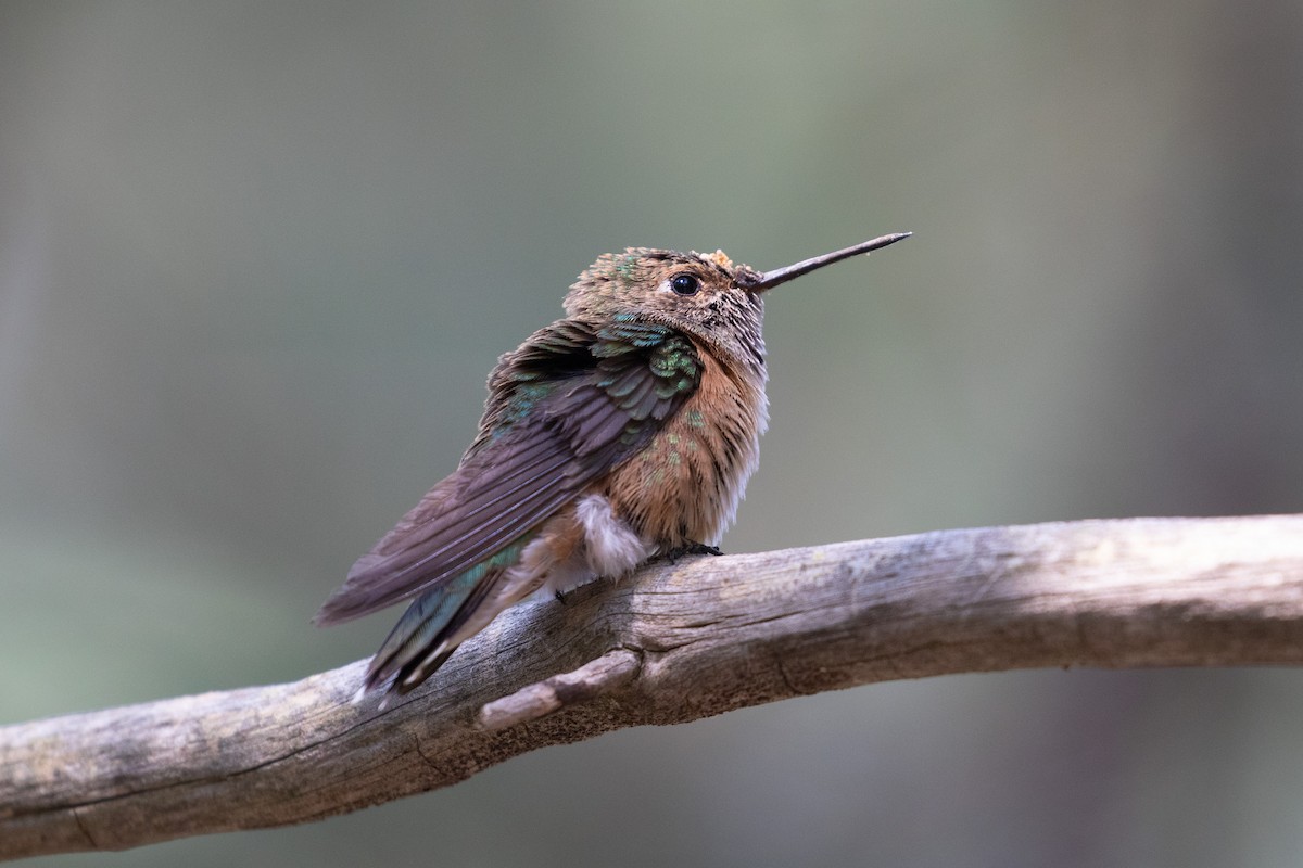 Rufous Hummingbird - ML257913931