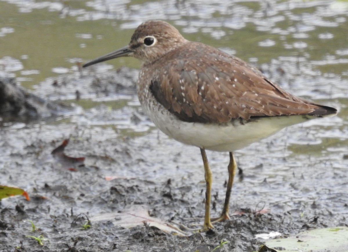 Solitary Sandpiper - Mary  McMahon