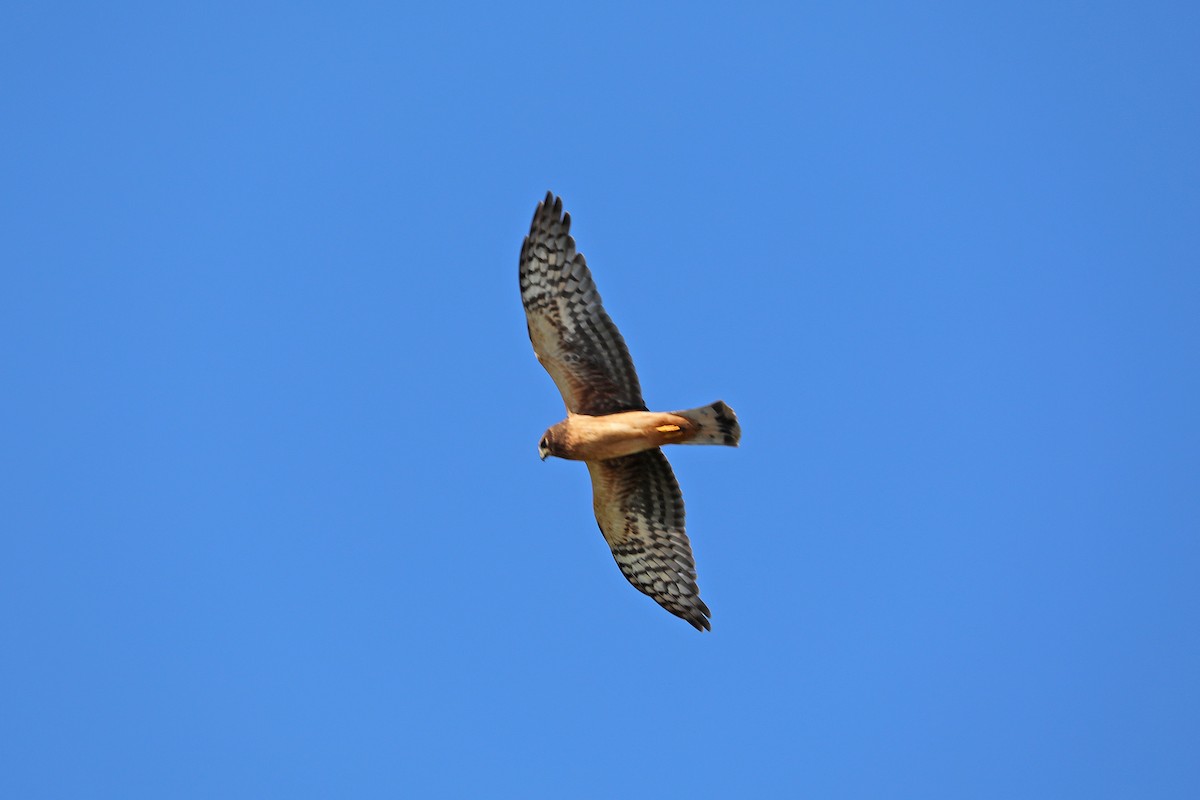 Northern Harrier - ML257917301