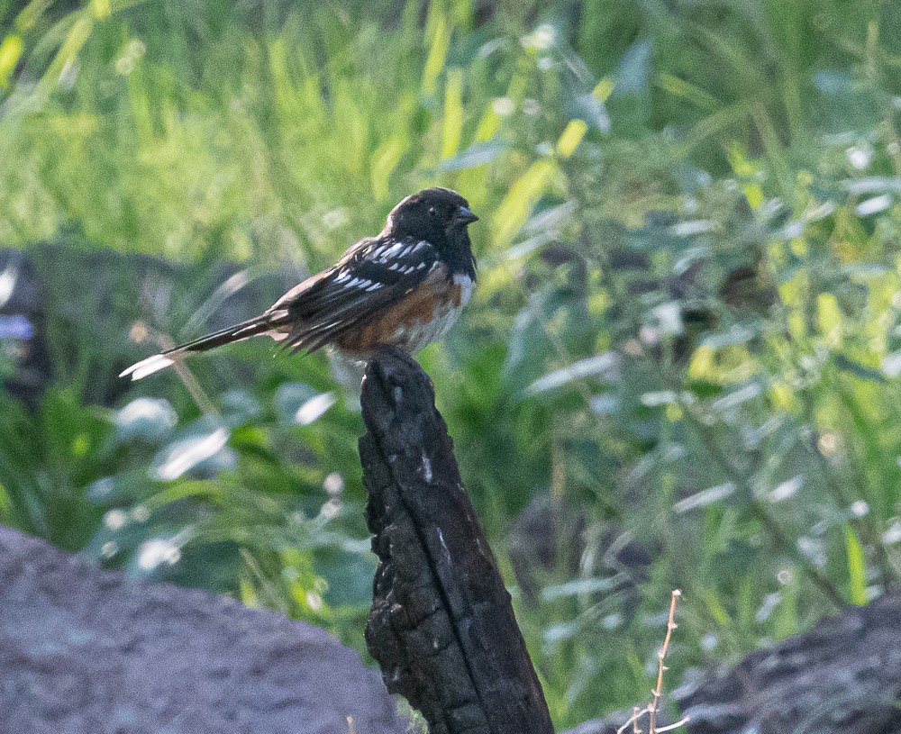 Spotted Towhee - Bert Filemyr