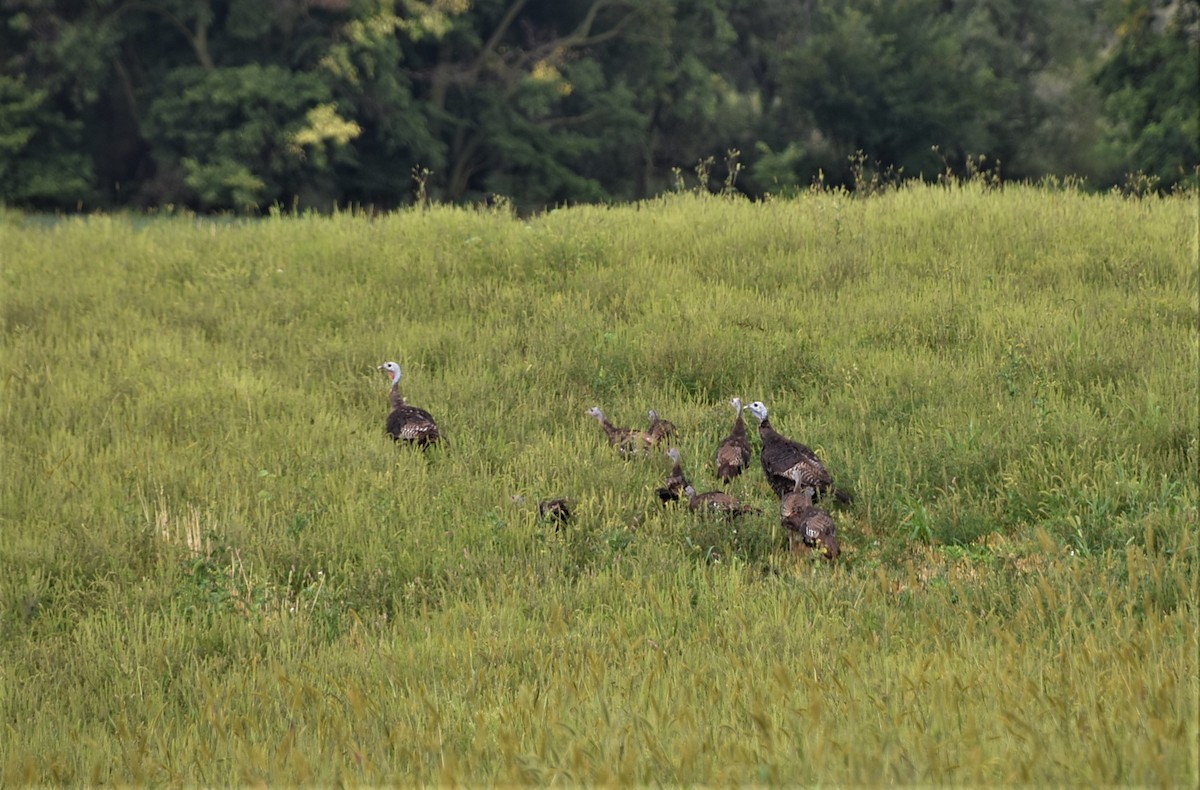 Wild Turkey - ML257918761