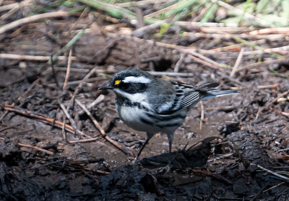 Black-throated Gray Warbler - ML257918851